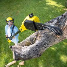 Trusted Shippensburg University, PA Tree Removal and Landscaping Services Experts